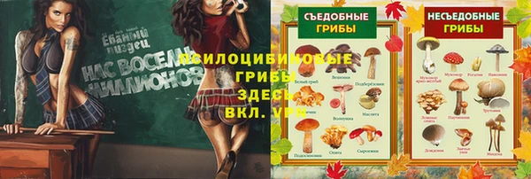индика Абаза